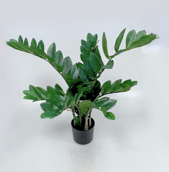 Zamioculcas x6 50cm  1/6