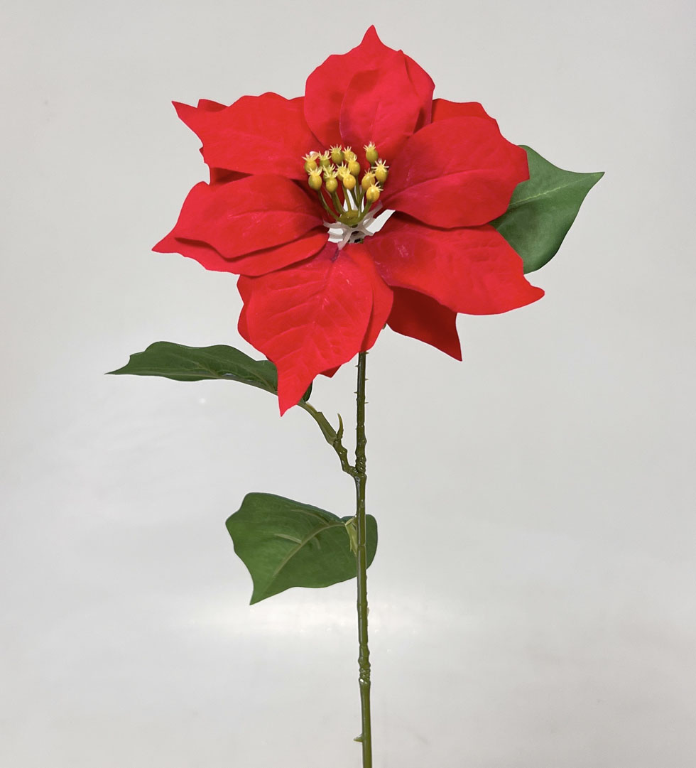 Poinsettia x1  60cm   24/144