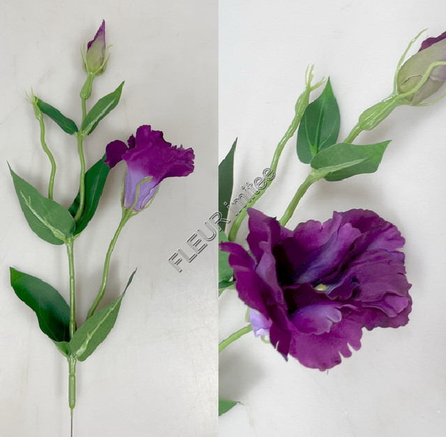 Eustoma x2 49cm 12/180