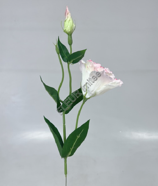 Eustoma x2 49cm 12/180