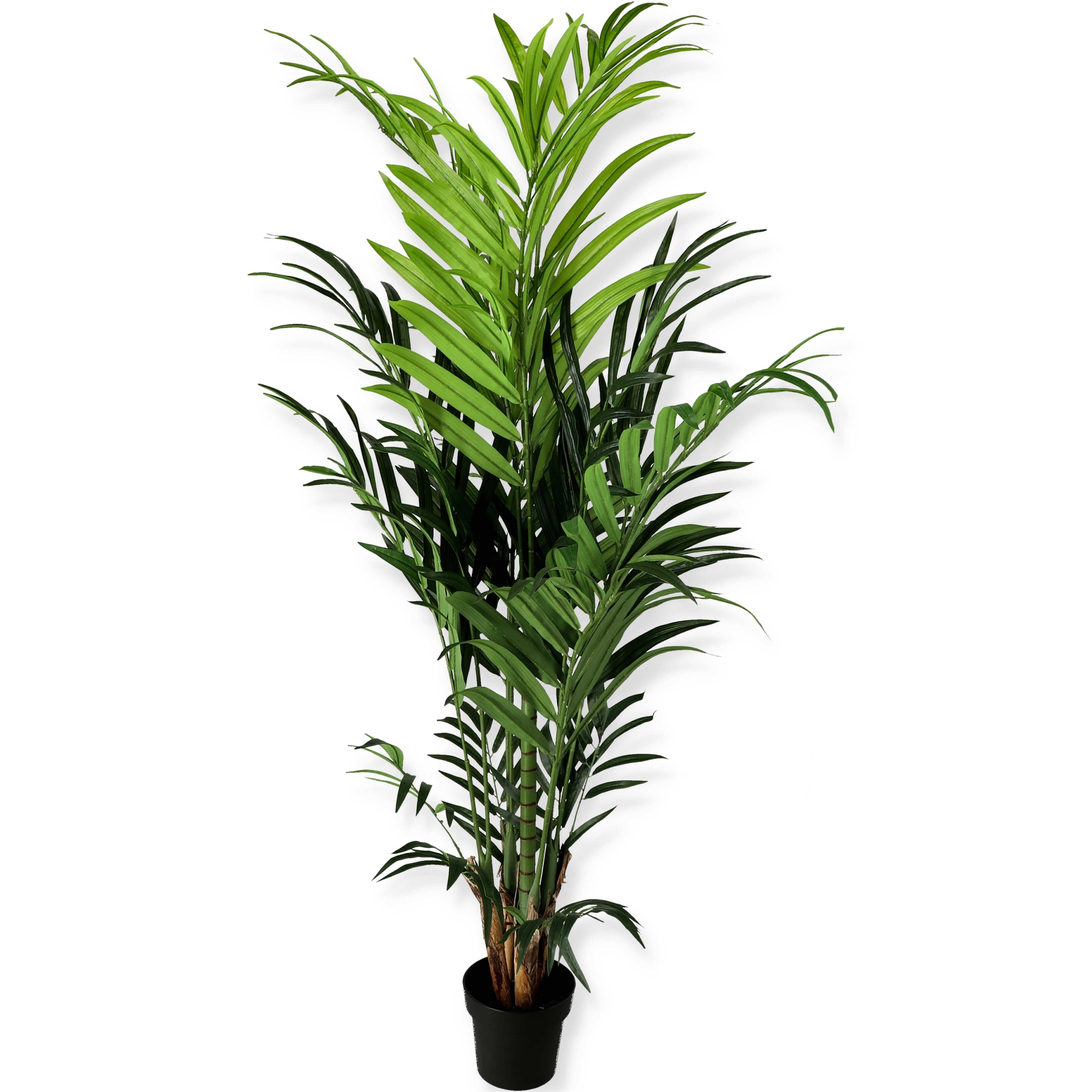 Palma Kentia  200cm 1/8