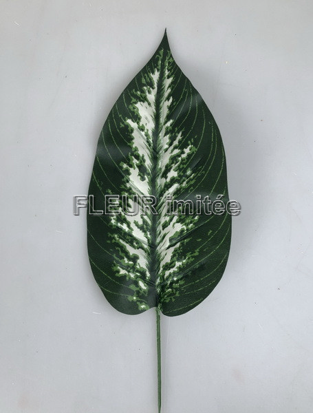 List  dieffenbachia 48cm  12/1728