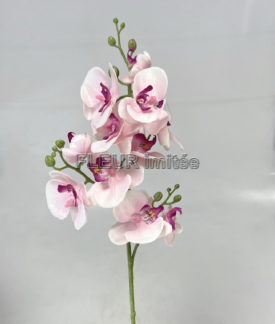 Orchidea x3  78cm 24/240