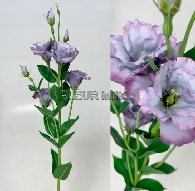 Eustoma x7 85cm S345  24/240