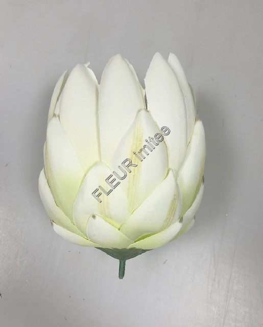 Květ protea 13/8cm 36/108