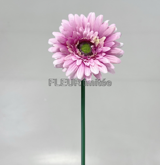 Gerbera x1 45cm  12/144