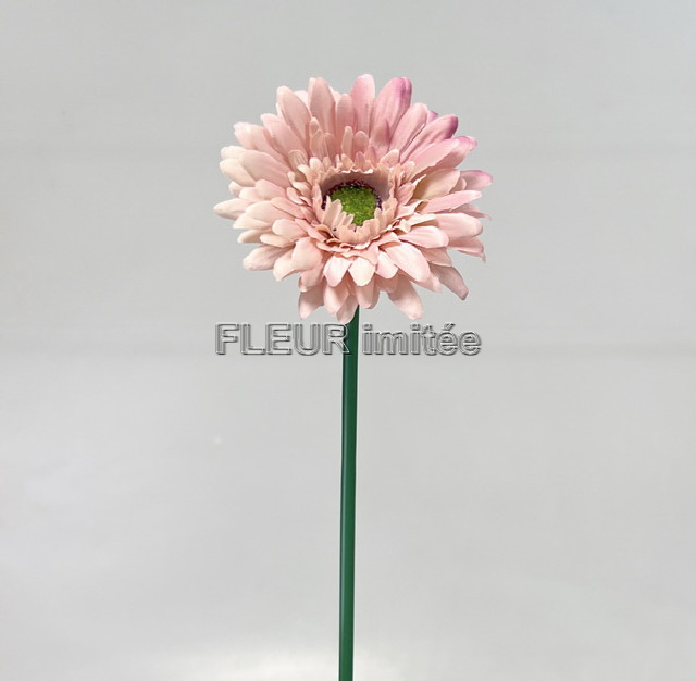 Gerbera x1 45cm  12/144