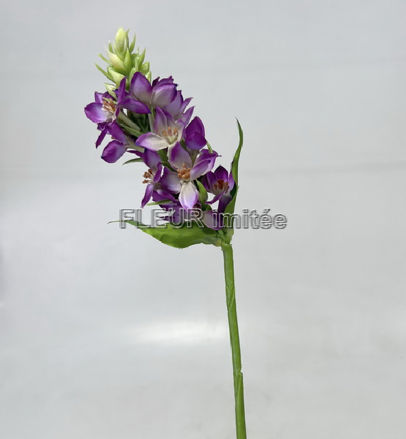 Ornitogalum 45cm 24/144