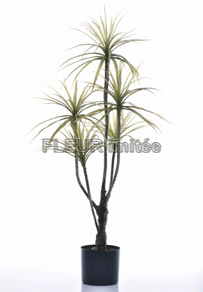 Dracena latex x5  100cm