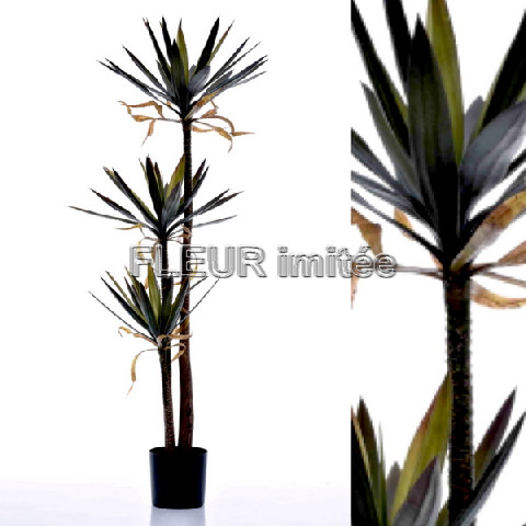 Dracena x3 160cm 1/2