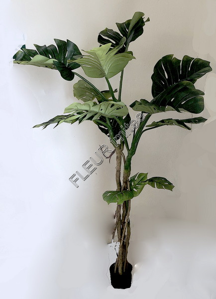 Monstera  175cm 1/4