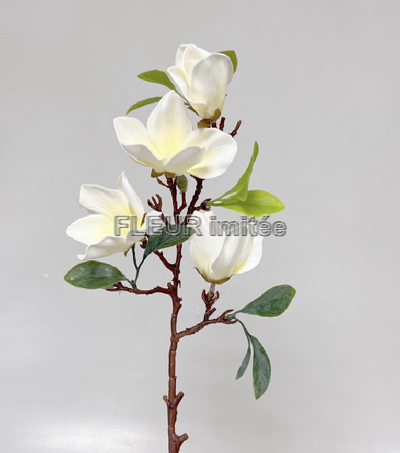 Magnolie x5 68cm 36/144