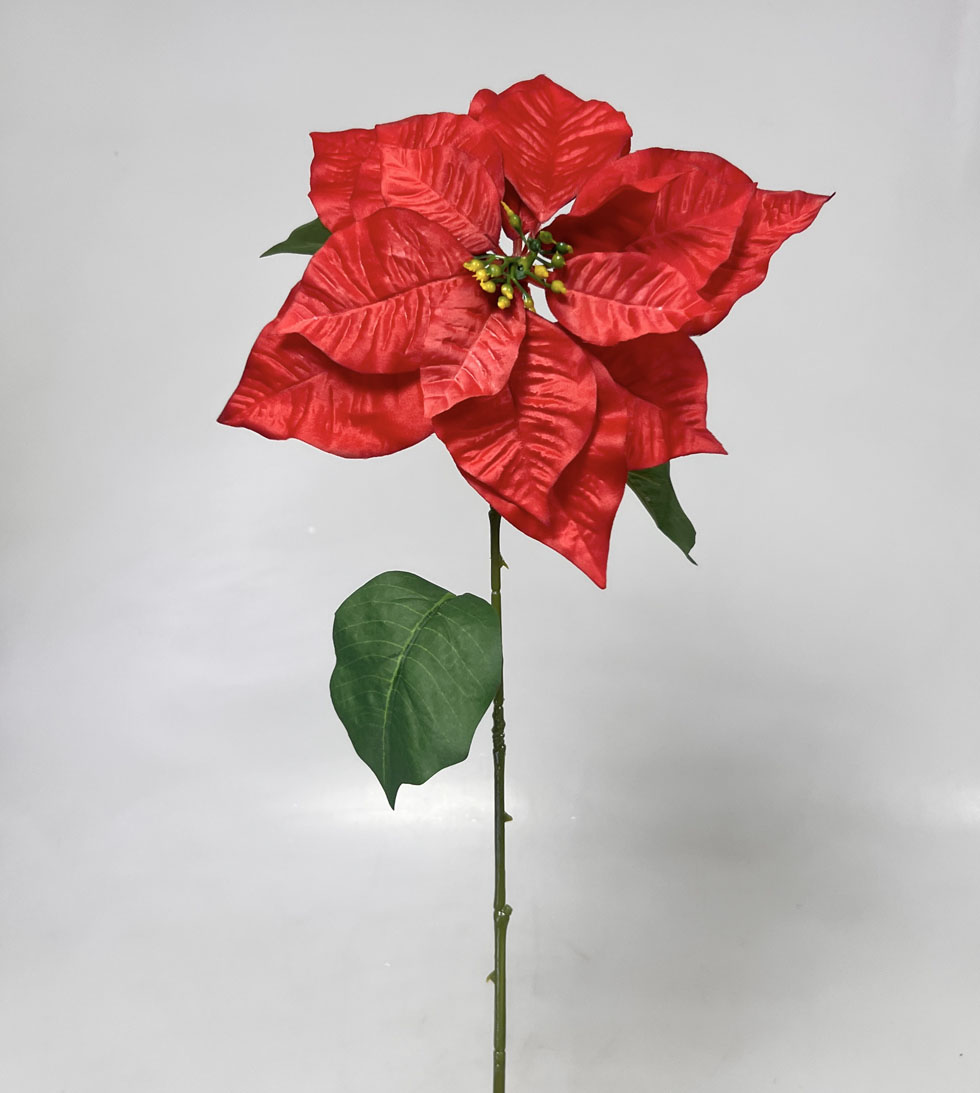 Poinsettia x1  75cm /22cm 12/144