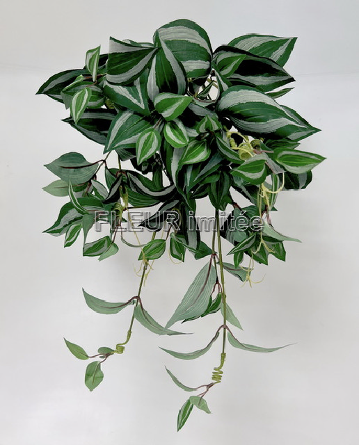 Tradescantia 55cm 12/60