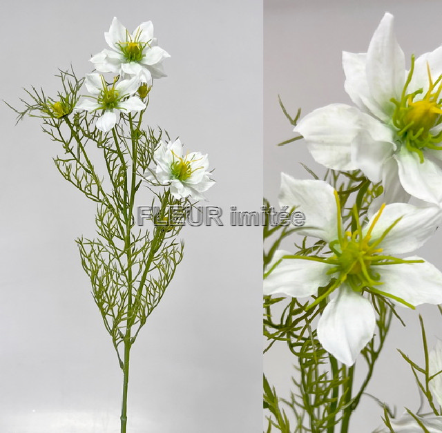 Nigella 60cm 24/240