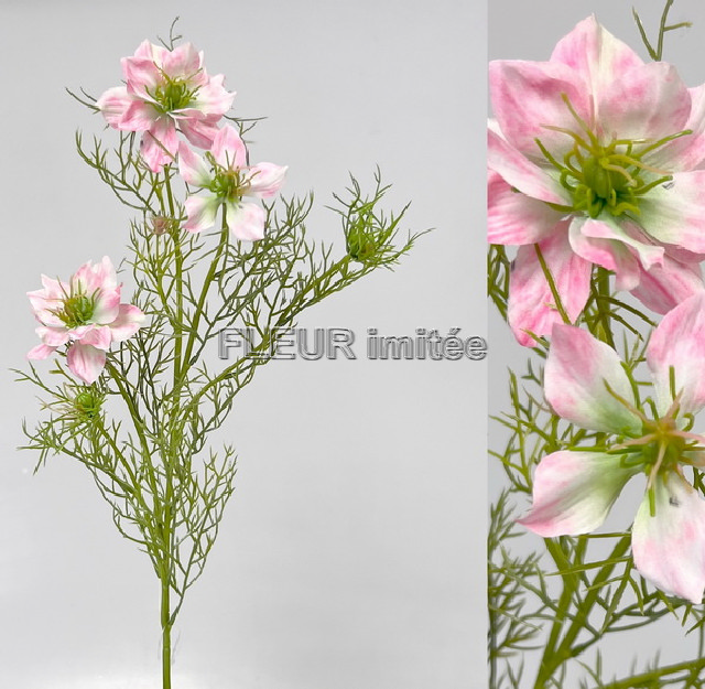 Nigella 60cm 24/240