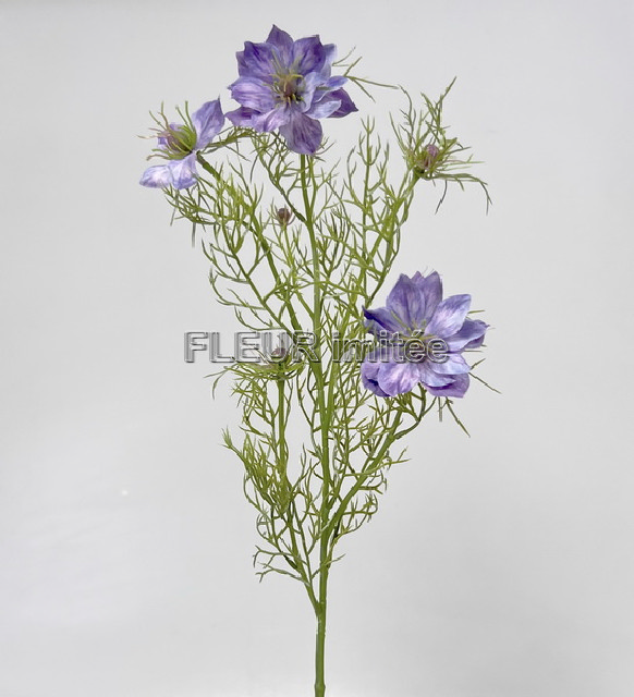 Nigella 60cm 24/240