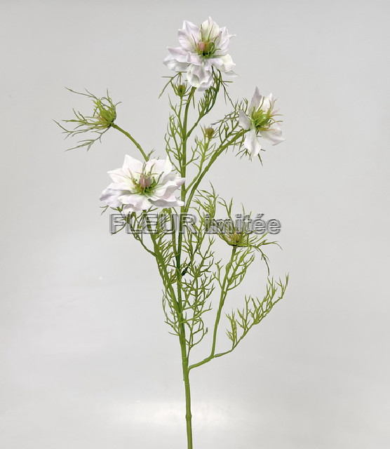 Nigella 60cm 24/240