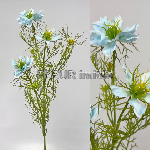 Nigella 60cm 24/240