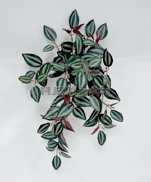 Tradescantia 46cm 24/120