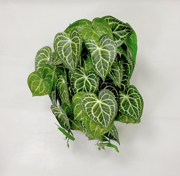 Peperomia pop. 50cm 6/24