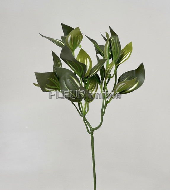 Tradescantia záp.35cm 12/192